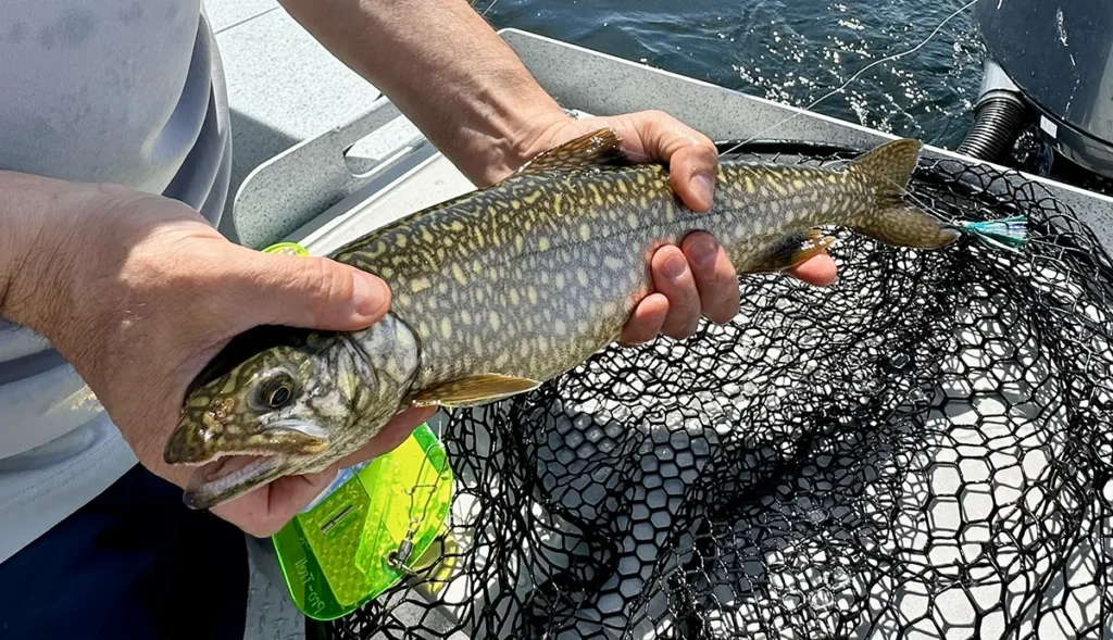Young lake trout with vibrant coloration caught and released on Lake Ontario