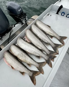 Limit of lake trout kept on Lucky Spoon Charters trip on Lake Ontario